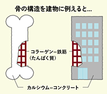 骨の構造と必要な栄養素