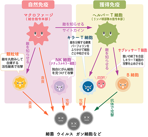 全身免疫（自然免疫と獲得免疫）